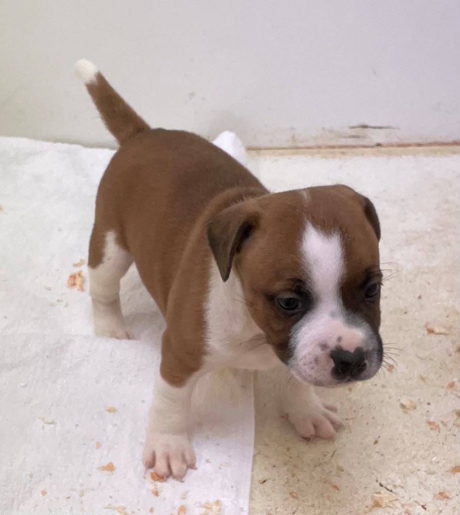 du hameau de fontenay - Chiots disponibles - Staffordshire Bull Terrier