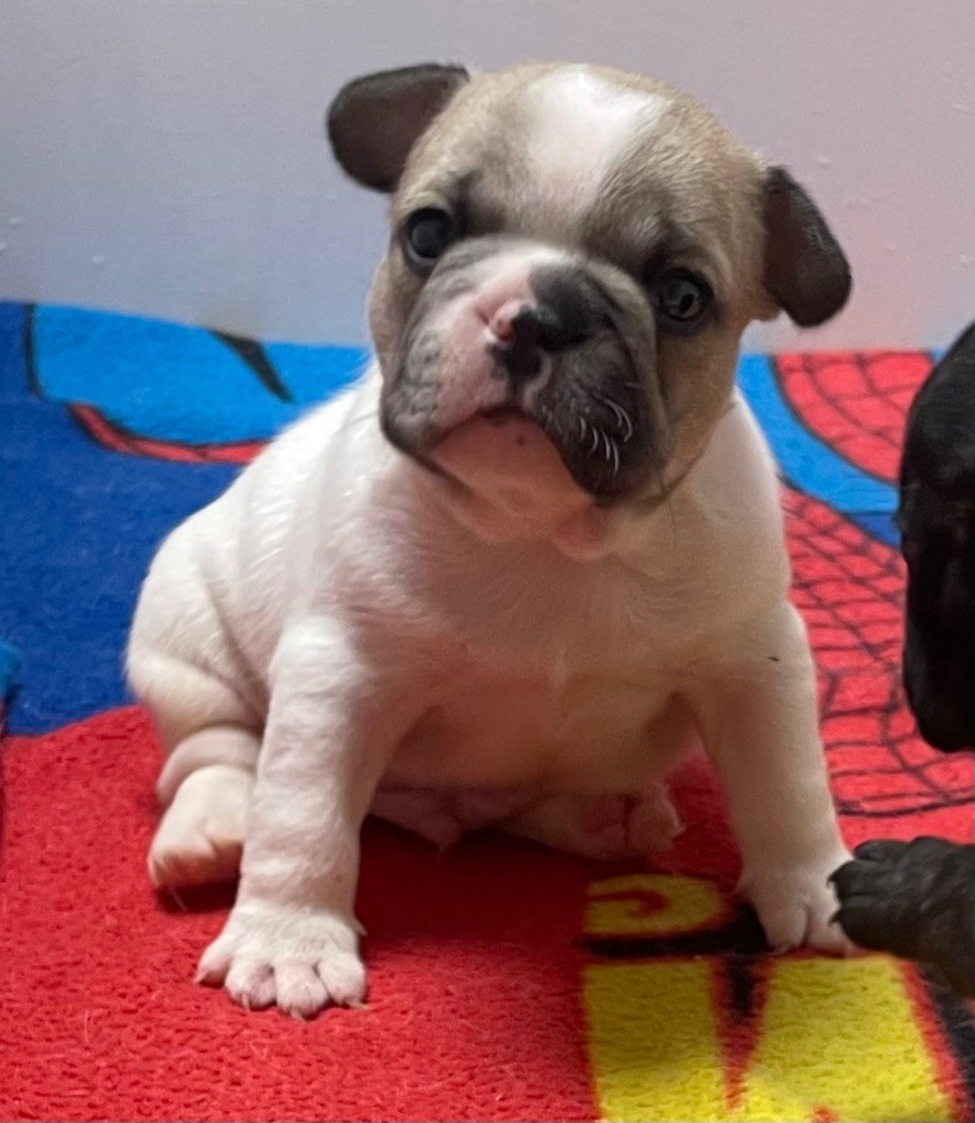 du hameau de fontenay - Chiots disponibles - Bouledogue français