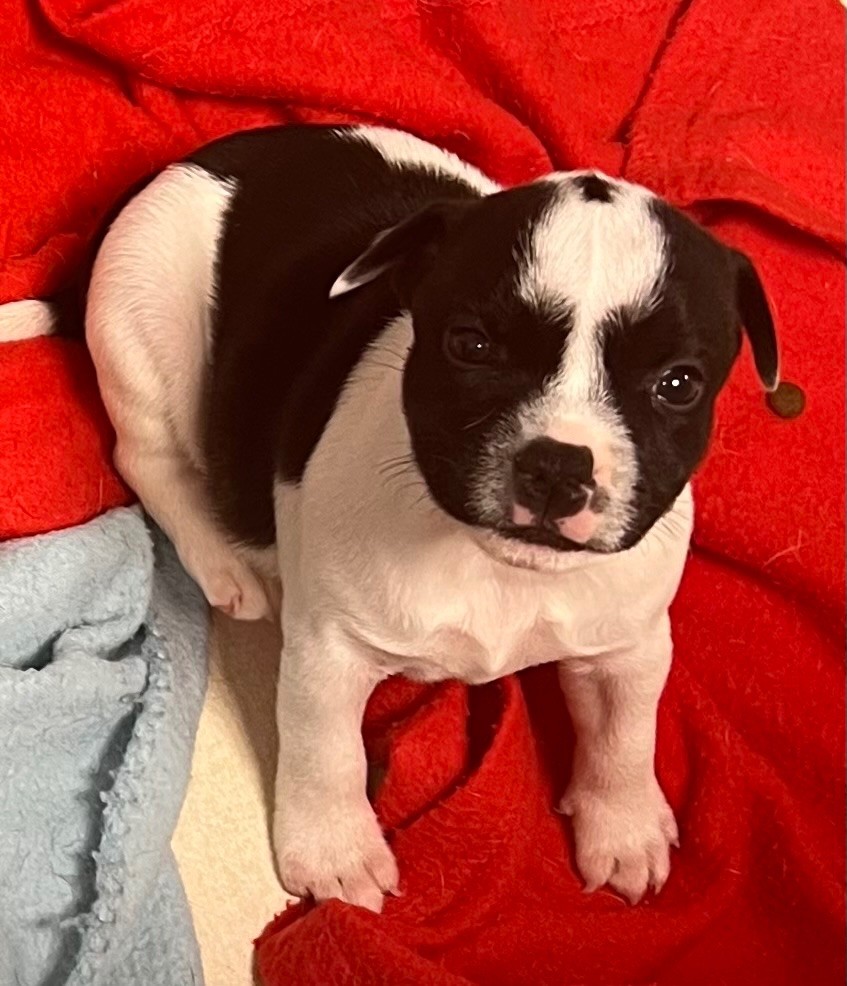 du hameau de fontenay - Chiots disponibles - Staffordshire Bull Terrier