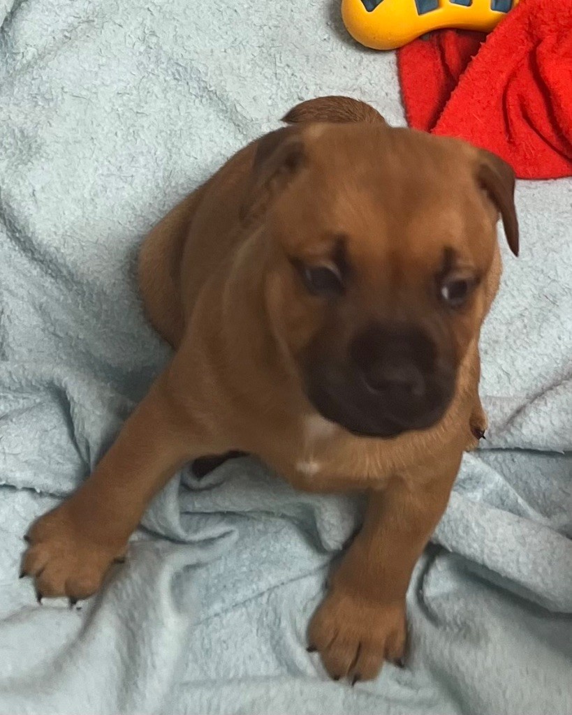 du hameau de fontenay - Chiots disponibles - Staffordshire Bull Terrier