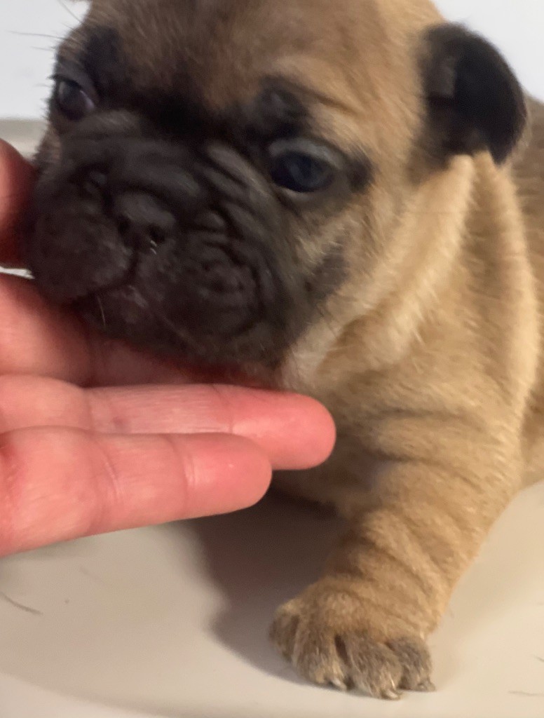 du hameau de fontenay - Chiots disponibles - Bouledogue français