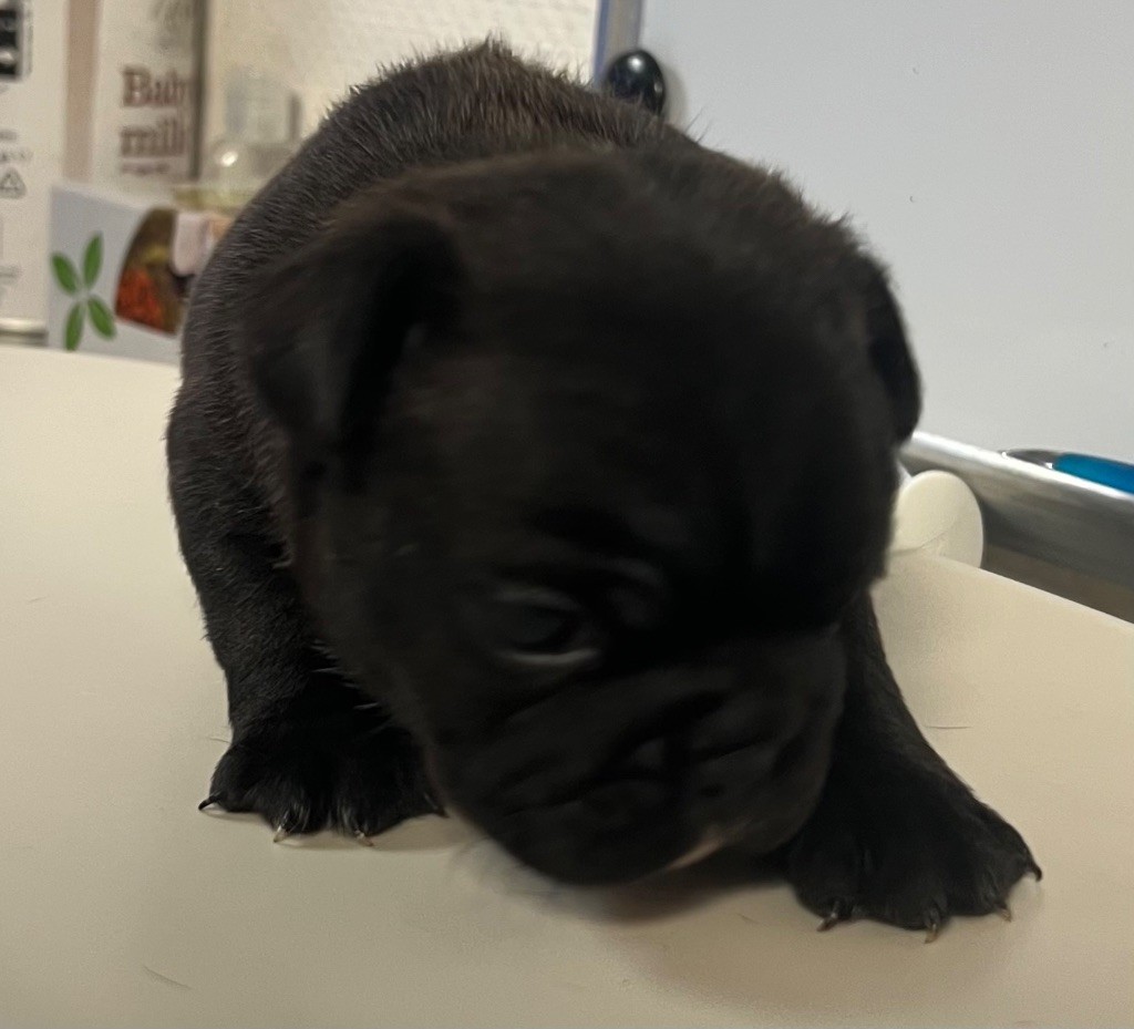 du hameau de fontenay - Chiots disponibles - Bouledogue français