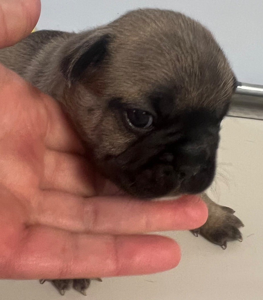 du hameau de fontenay - Chiots disponibles - Bouledogue français