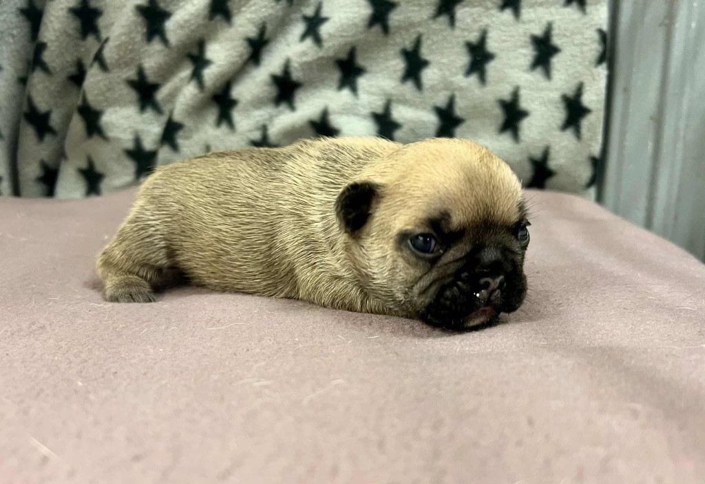 du hameau de fontenay - Chiots disponibles - Bouledogue français