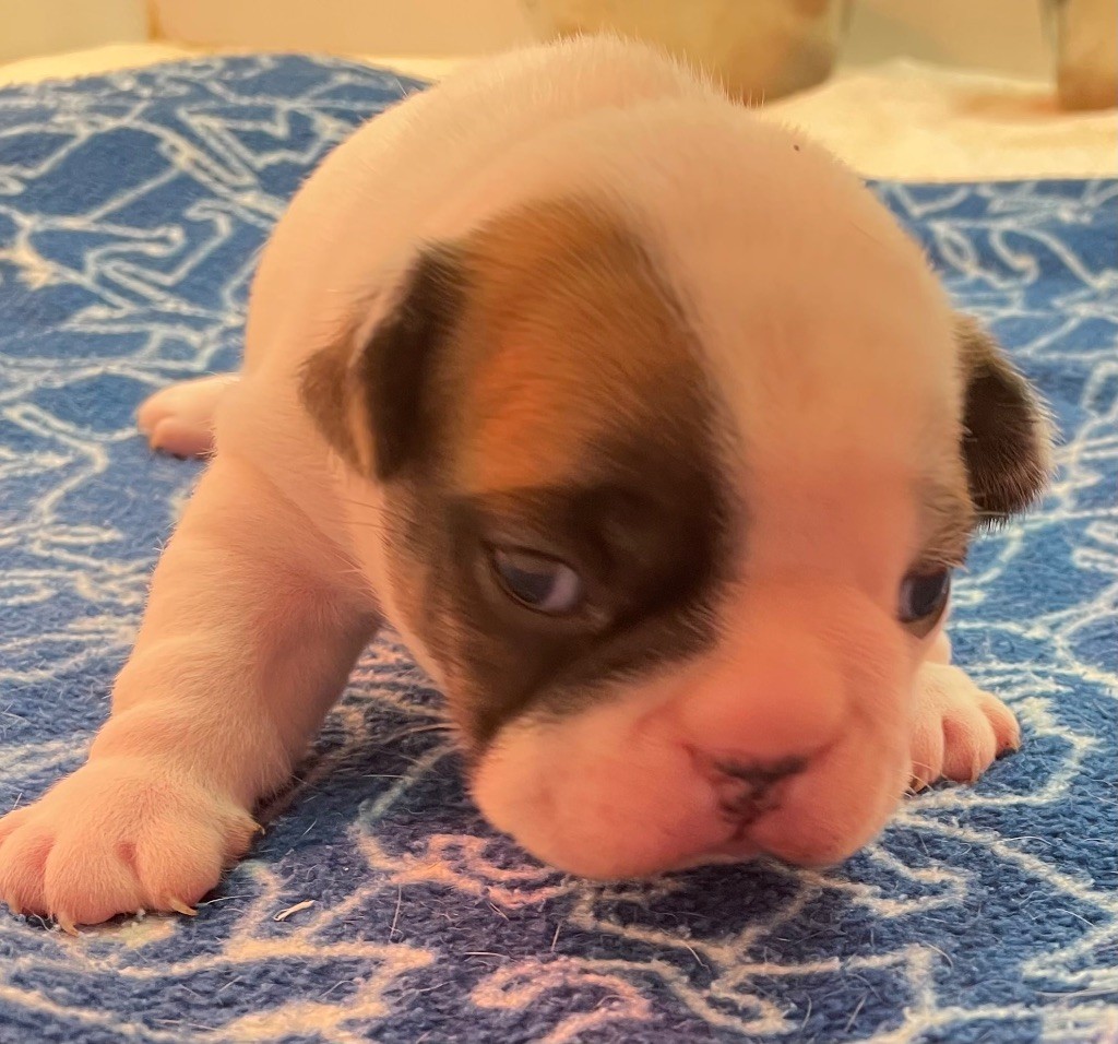 du hameau de fontenay - Chiots disponibles - Bouledogue français