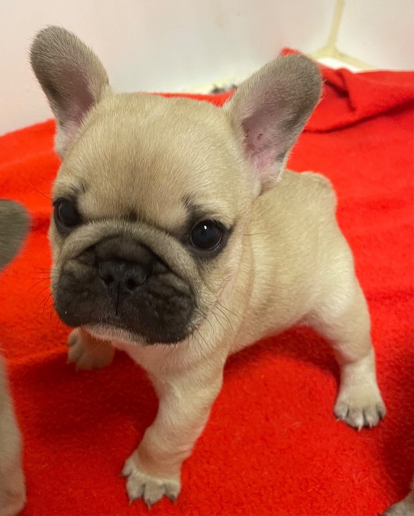 du hameau de fontenay - Bouledogue français - Portée née le 10/09/2025