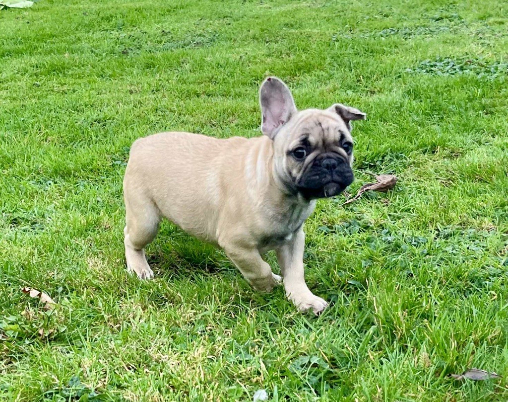 du hameau de fontenay - Chiots disponibles - Bouledogue français