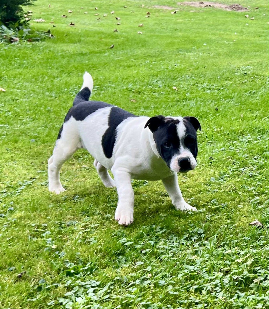 du hameau de fontenay - Chiots disponibles - Staffordshire Bull Terrier