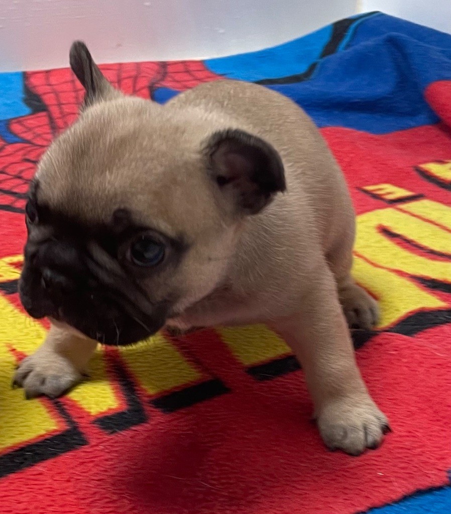 du hameau de fontenay - Chiots disponibles - Bouledogue français