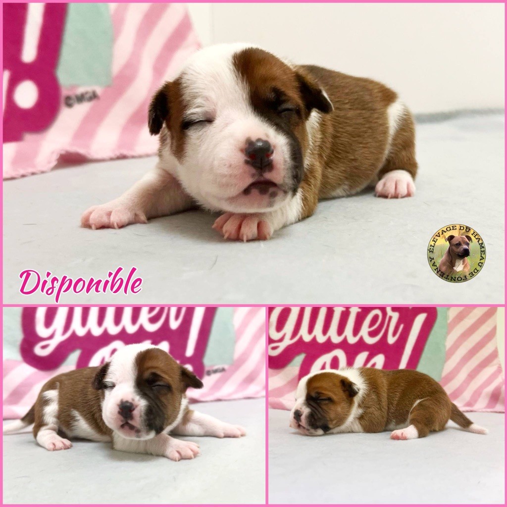 du hameau de fontenay - Chiots disponibles - Staffordshire Bull Terrier