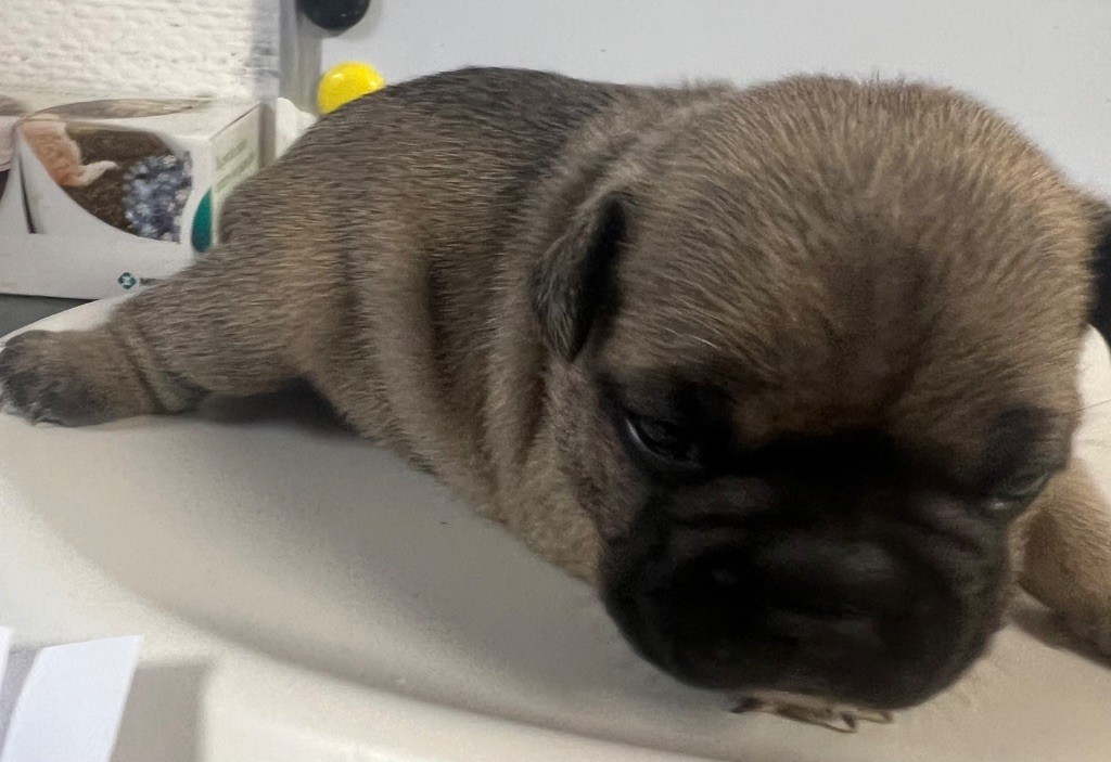 du hameau de fontenay - Chiots disponibles - Bouledogue français