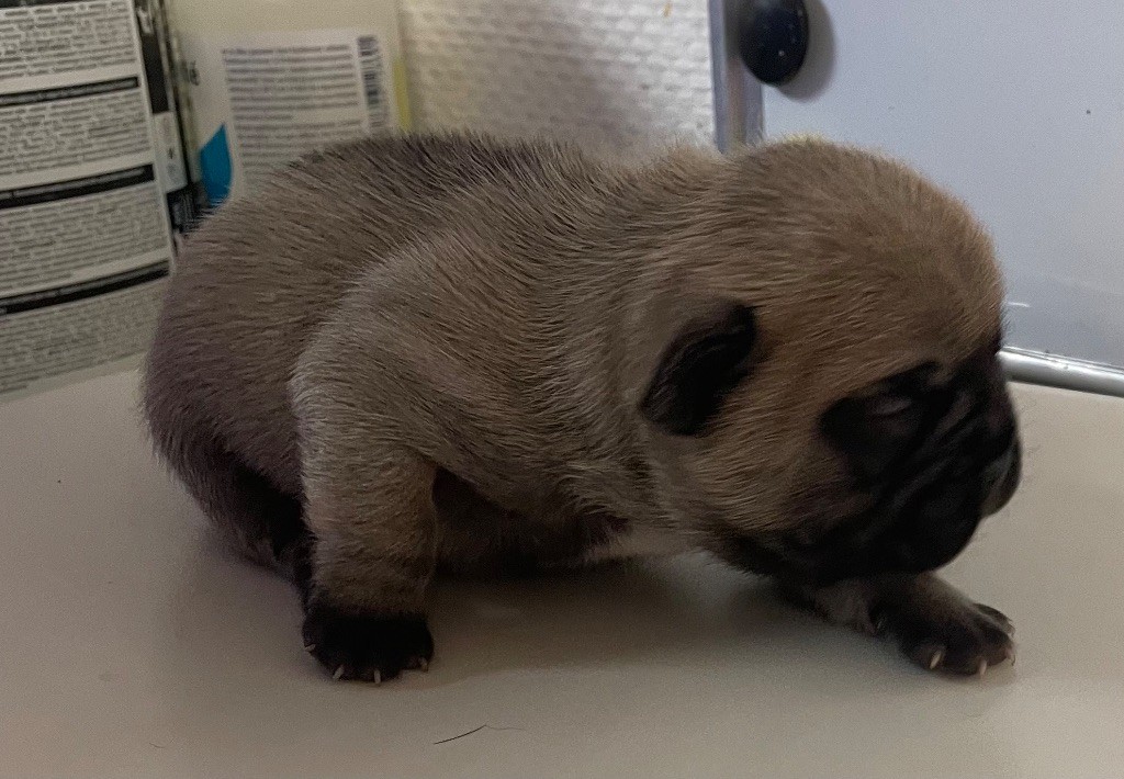 du hameau de fontenay - Chiots disponibles - Bouledogue français