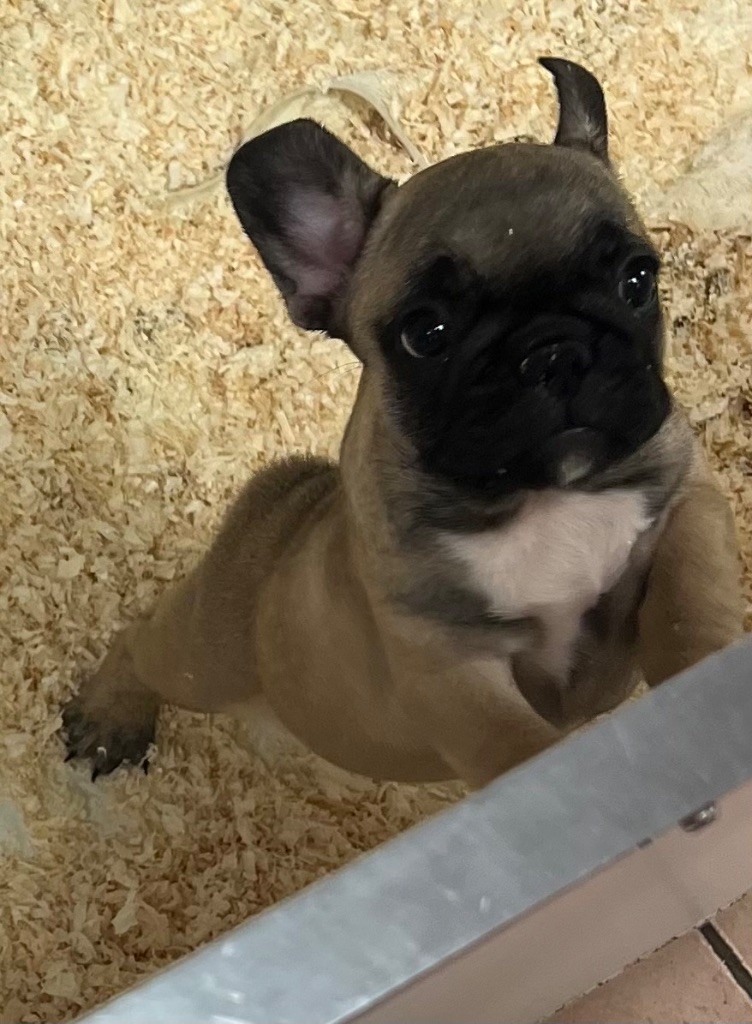 du hameau de fontenay - Chiots disponibles - Bouledogue français