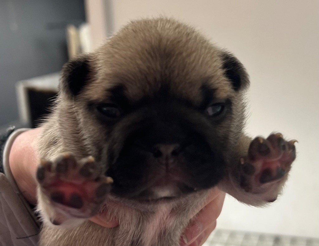 du hameau de fontenay - Chiots disponibles - Bouledogue français