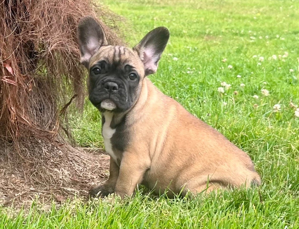 du hameau de fontenay - Chiots disponibles - Bouledogue français
