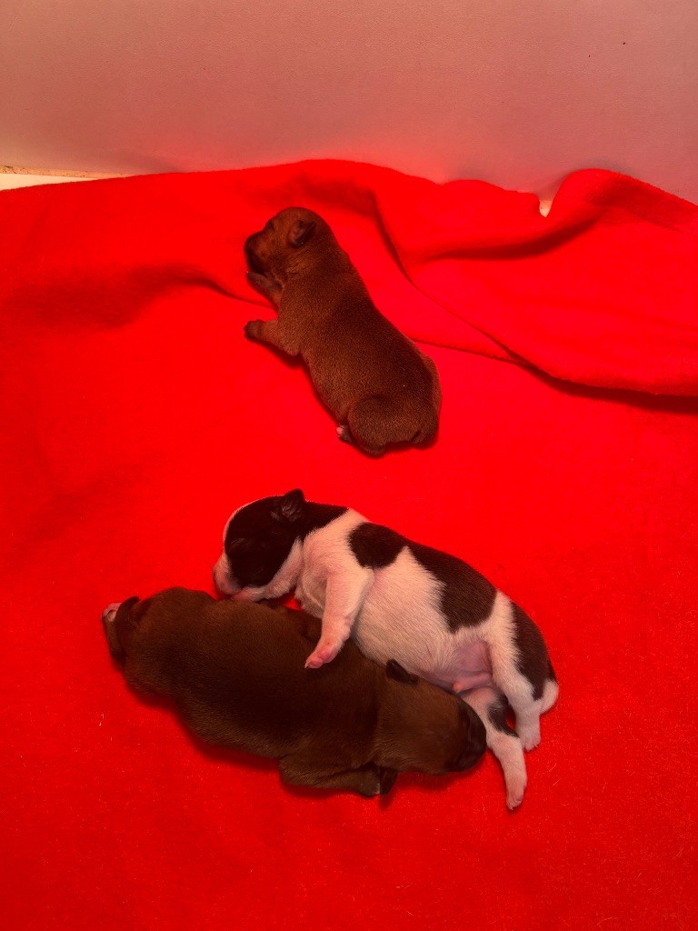 du hameau de fontenay - Chiots disponibles - Staffordshire Bull Terrier