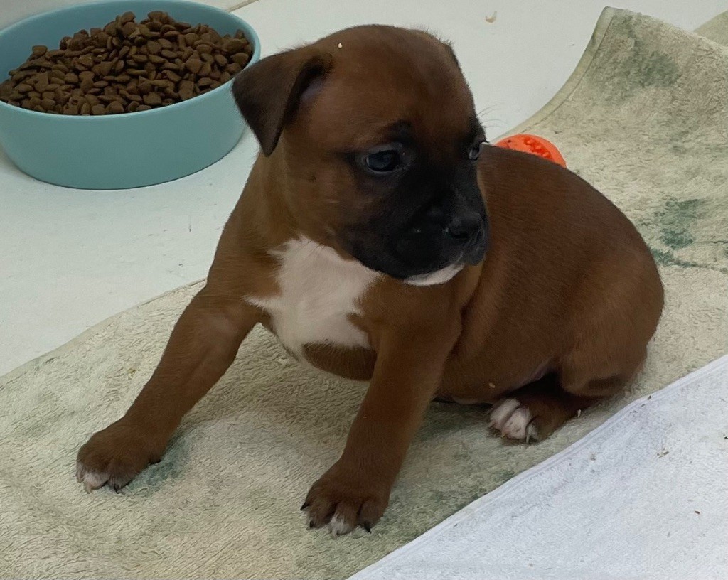 du hameau de fontenay - Chiots disponibles - Staffordshire Bull Terrier