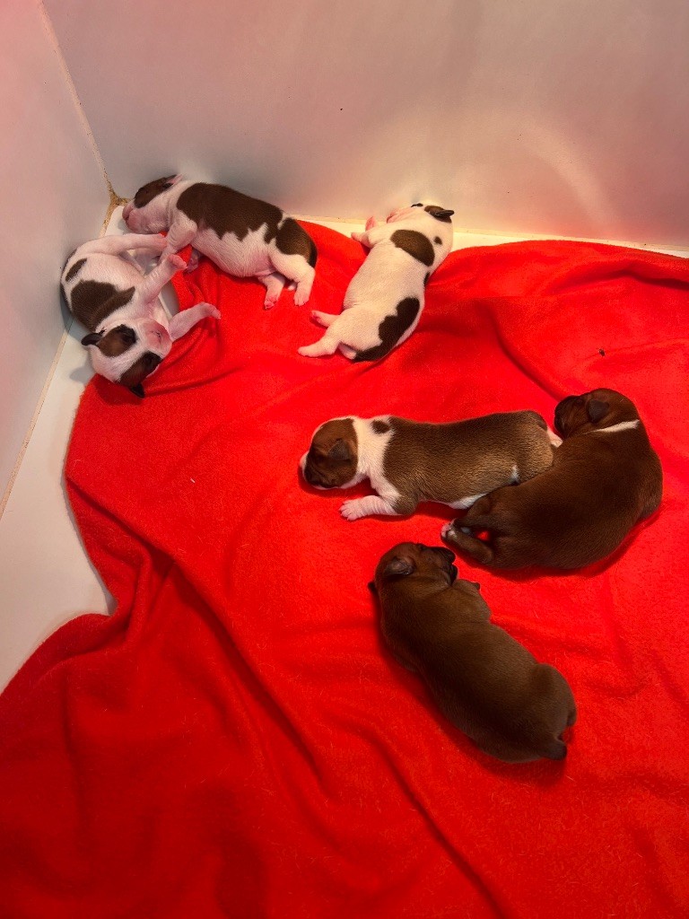 du hameau de fontenay - Chiots disponibles - Staffordshire Bull Terrier