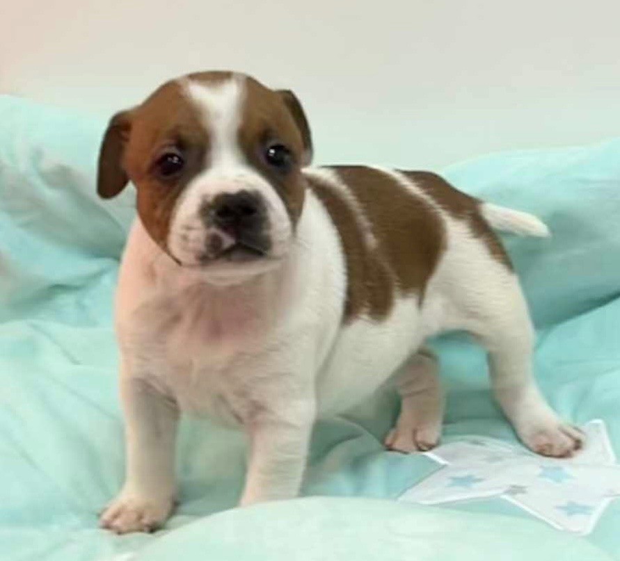 du hameau de fontenay - Chiots disponibles - Staffordshire Bull Terrier