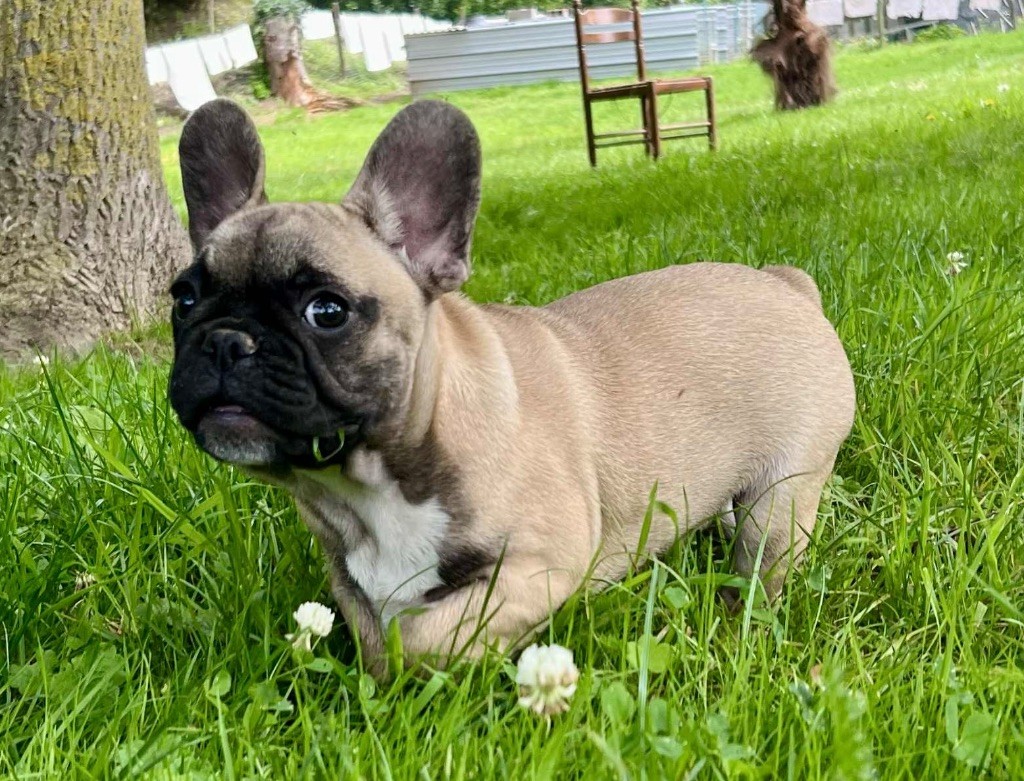 du hameau de fontenay - Bouledogue français - Portée née le 29/04/2025