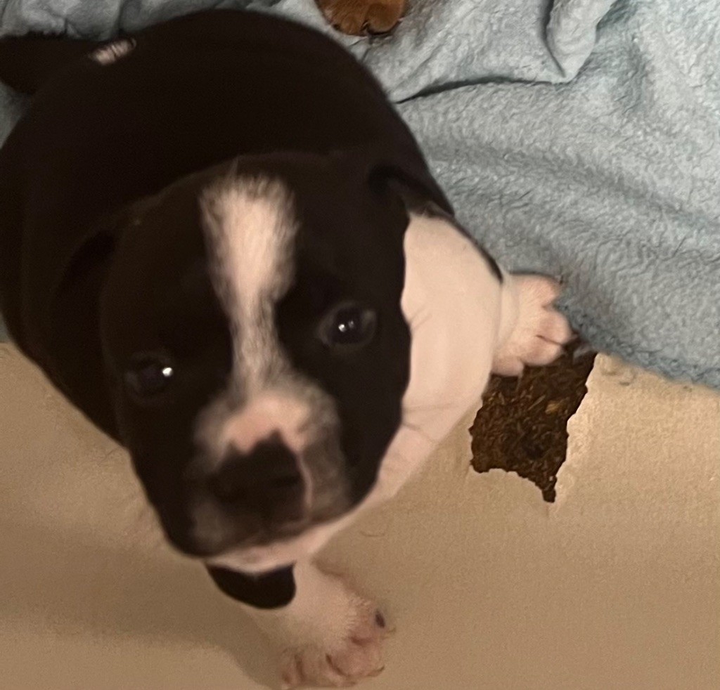 du hameau de fontenay - Chiots disponibles - Staffordshire Bull Terrier