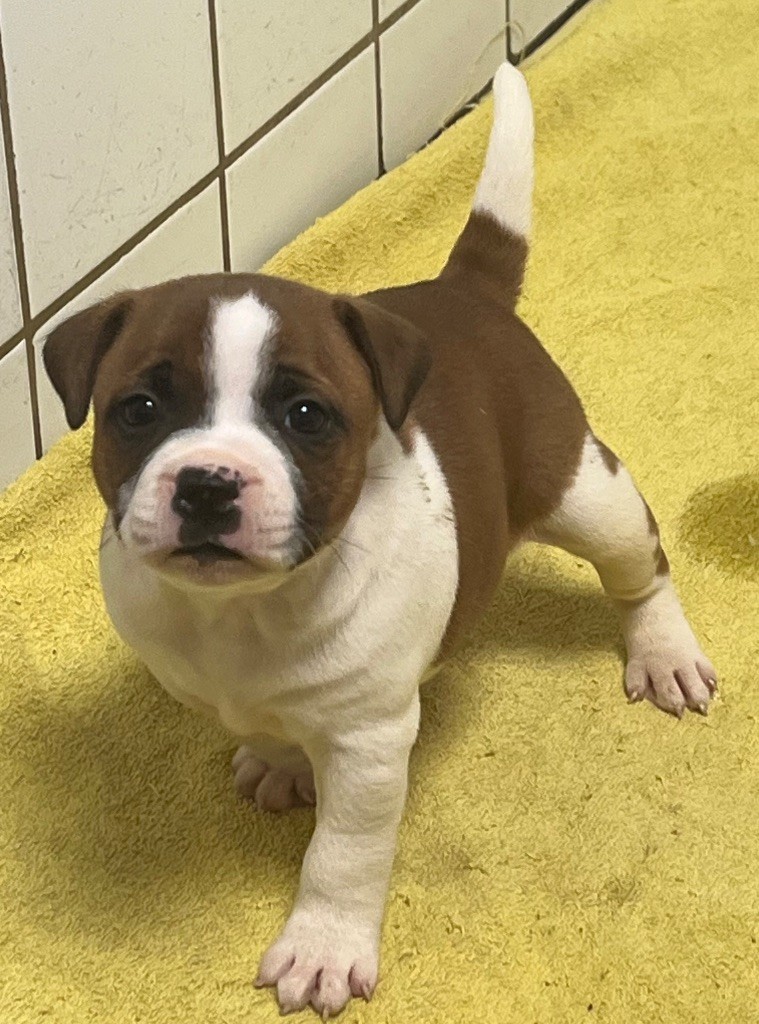 du hameau de fontenay - Chiots disponibles - Staffordshire Bull Terrier