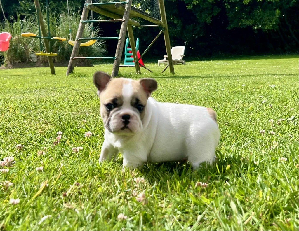 du hameau de fontenay - Chiots disponibles - Bouledogue français