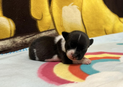 Bono