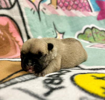 B nala