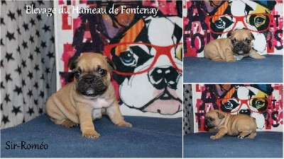 Sir romeo