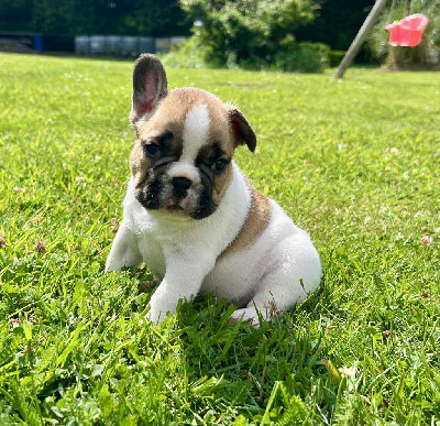 Alfred