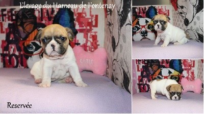 Sissou