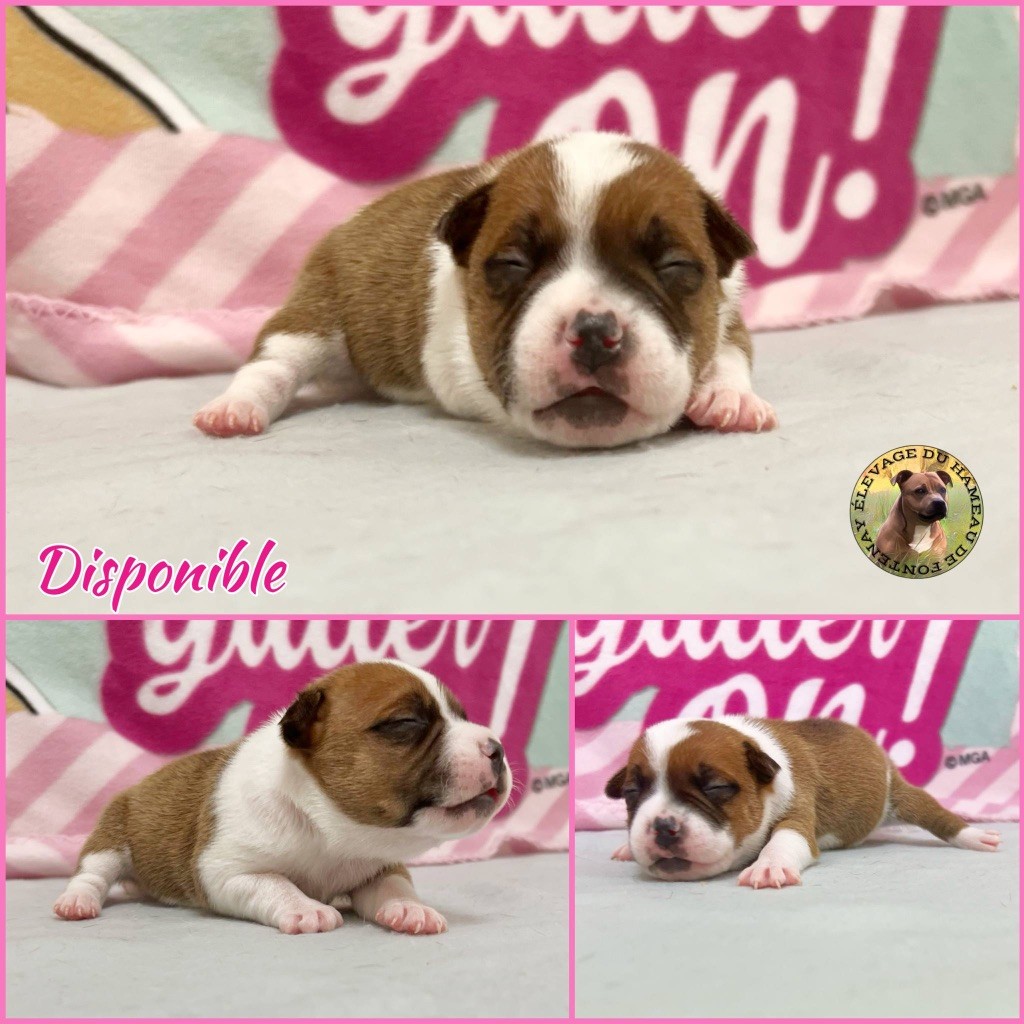 du hameau de fontenay - Chiots disponibles - Staffordshire Bull Terrier