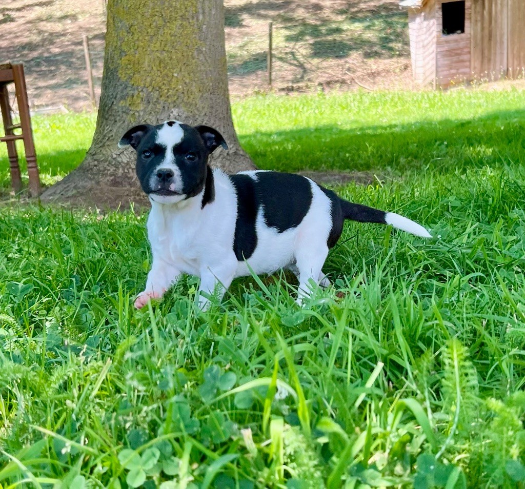 du hameau de fontenay - Chiots disponibles - Staffordshire Bull Terrier