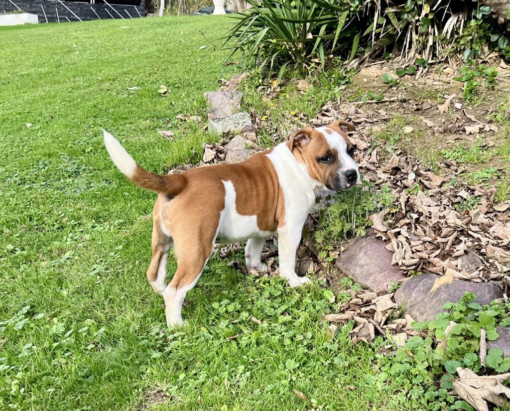 du hameau de fontenay - Chiots disponibles - Staffordshire Bull Terrier