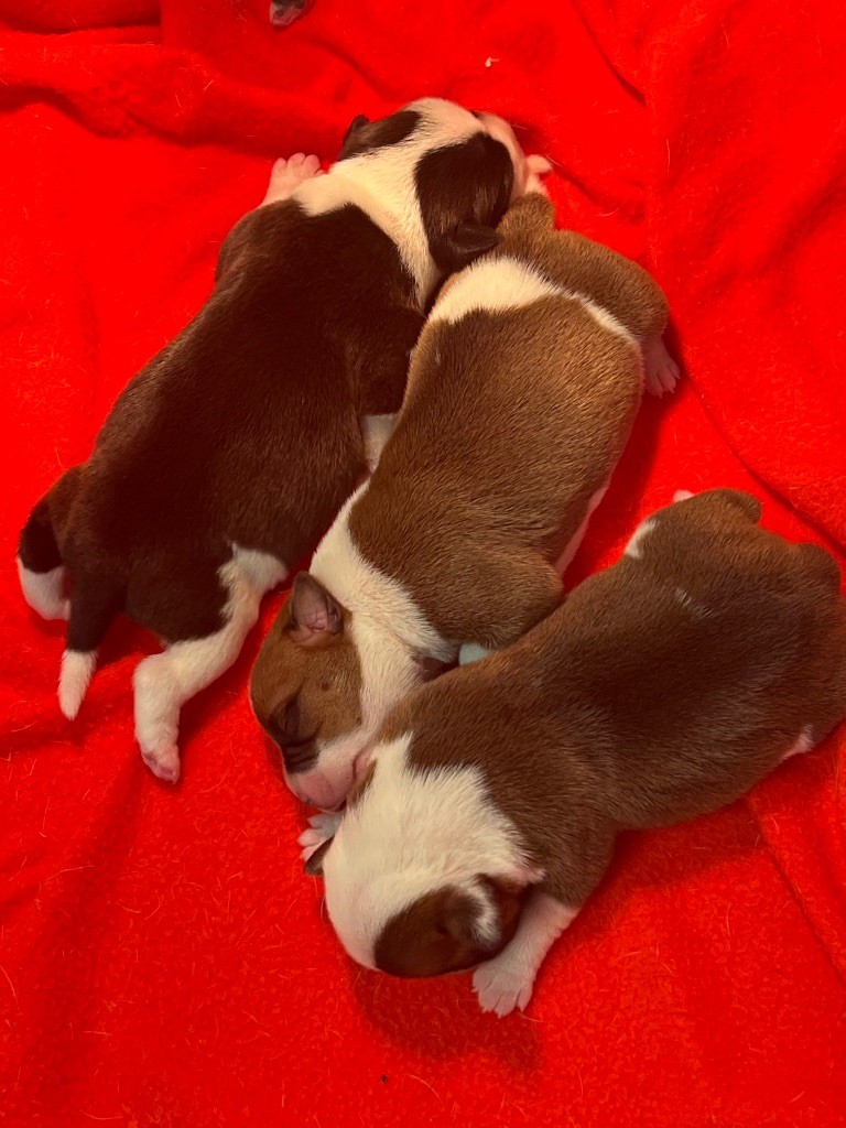 du hameau de fontenay - Chiots disponibles - Staffordshire Bull Terrier