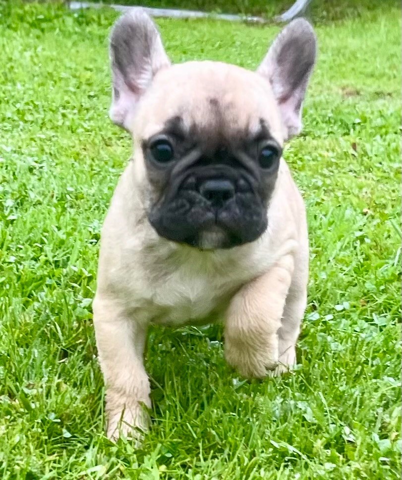 du hameau de fontenay - Chiots disponibles - Bouledogue français
