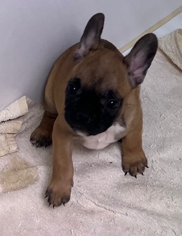 du hameau de fontenay - Chiots disponibles - Bouledogue français