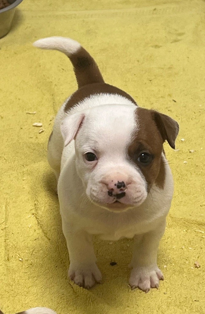 du hameau de fontenay - Chiots disponibles - Staffordshire Bull Terrier