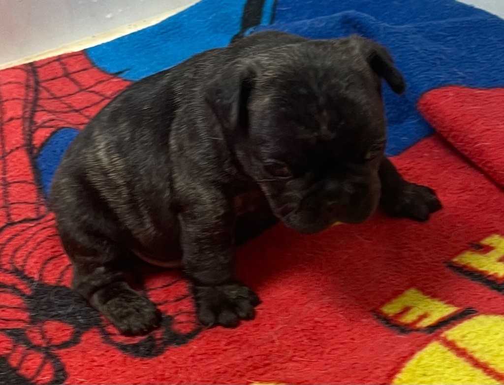 du hameau de fontenay - Chiots disponibles - Bouledogue français