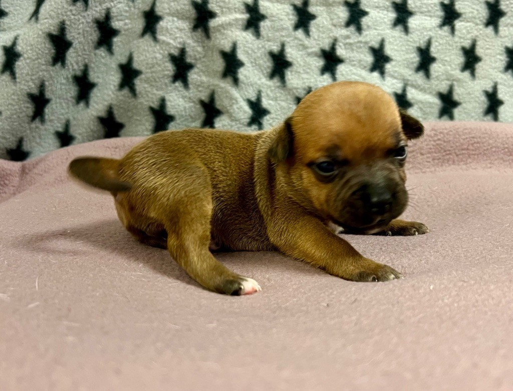 du hameau de fontenay - Chiots disponibles - Staffordshire Bull Terrier
