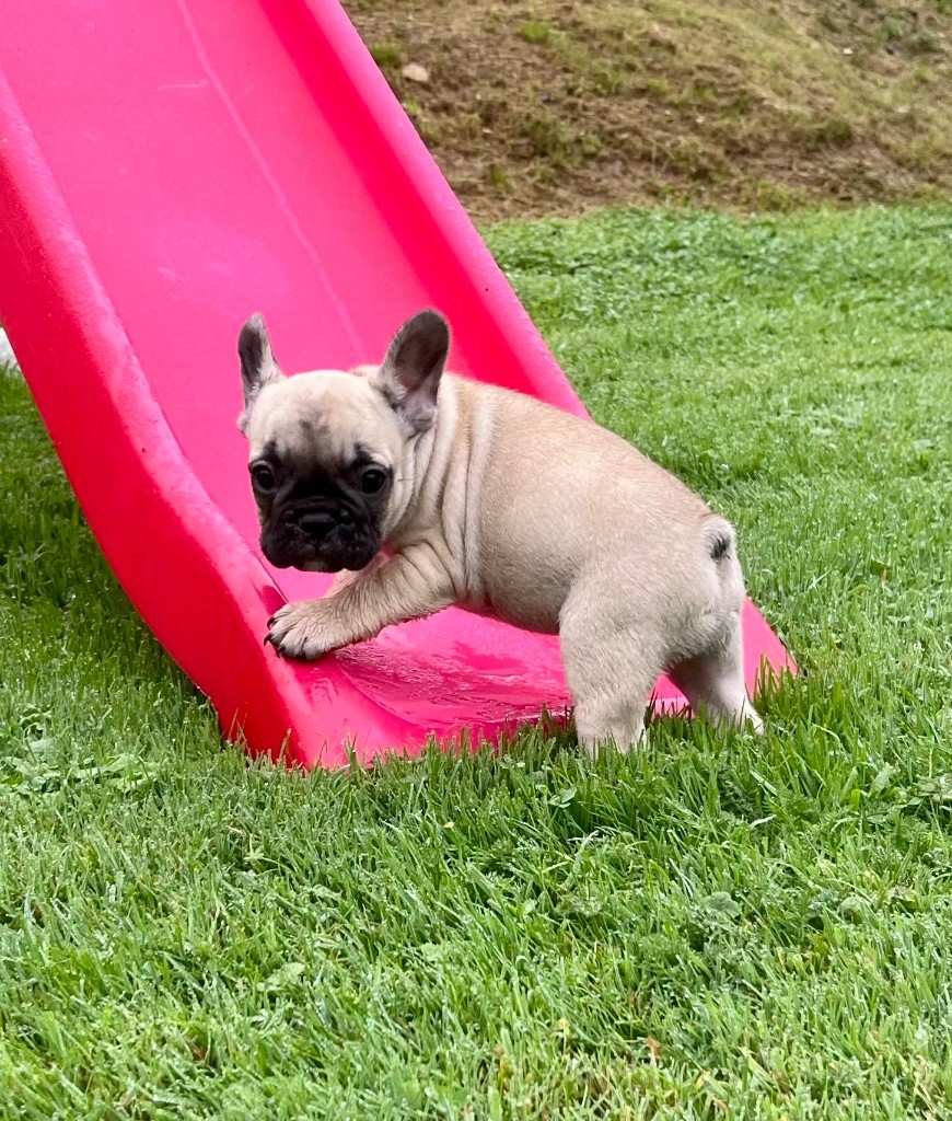 du hameau de fontenay - Chiots disponibles - Bouledogue français