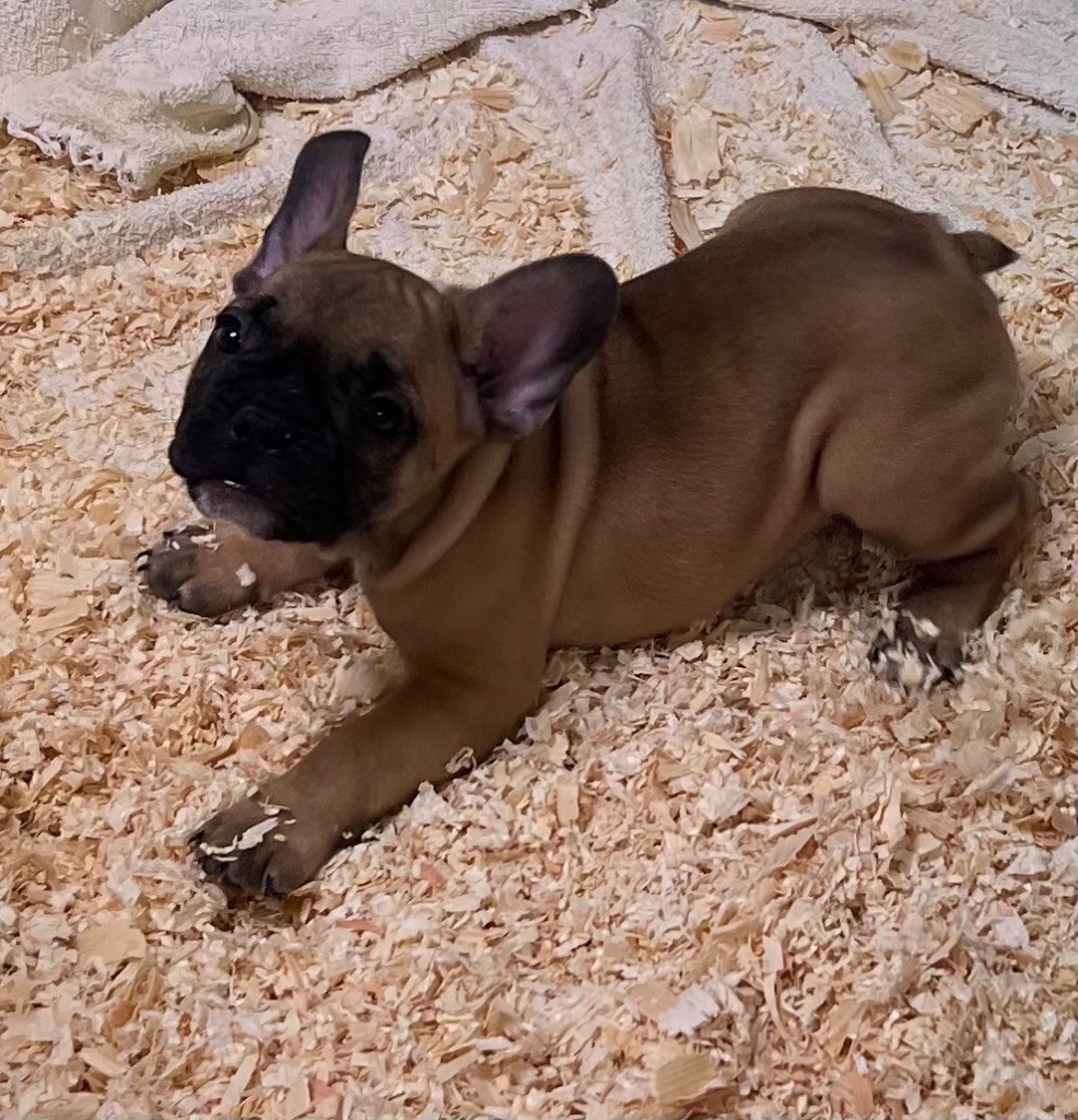 du hameau de fontenay - Chiots disponibles - Bouledogue français