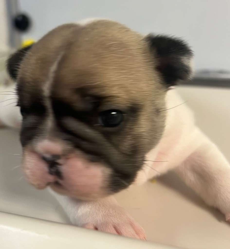 du hameau de fontenay - Chiots disponibles - Bouledogue français