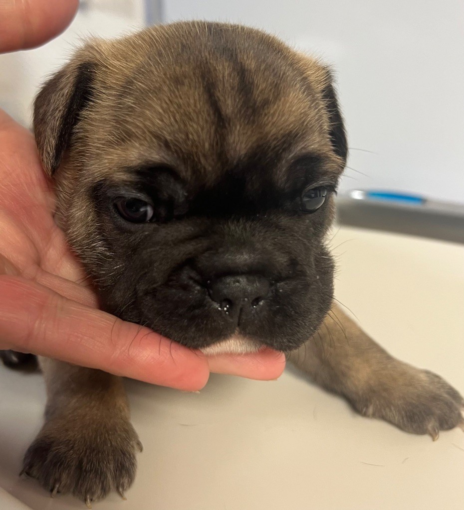 du hameau de fontenay - Chiots disponibles - Bouledogue français
