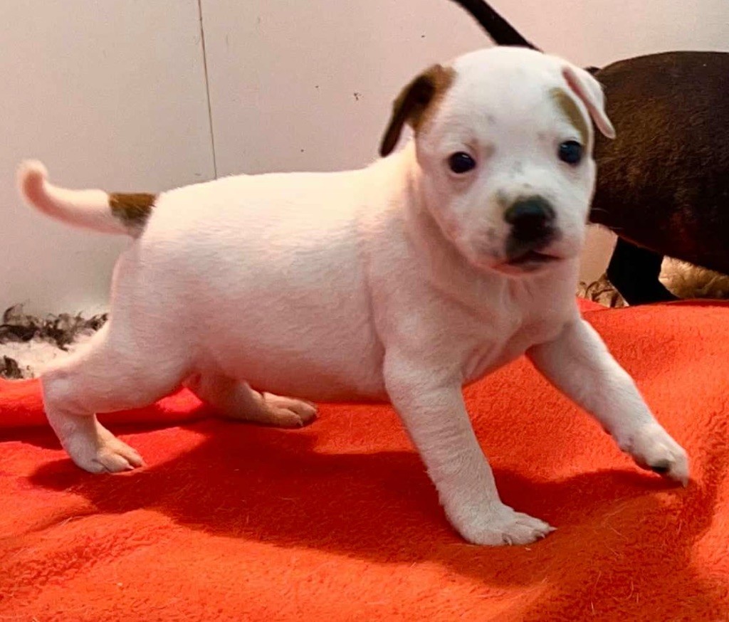 du hameau de fontenay - Chiots disponibles - Staffordshire Bull Terrier