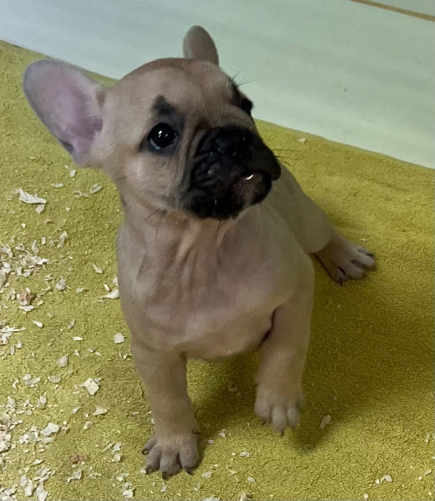 du hameau de fontenay - Chiots disponibles - Bouledogue français