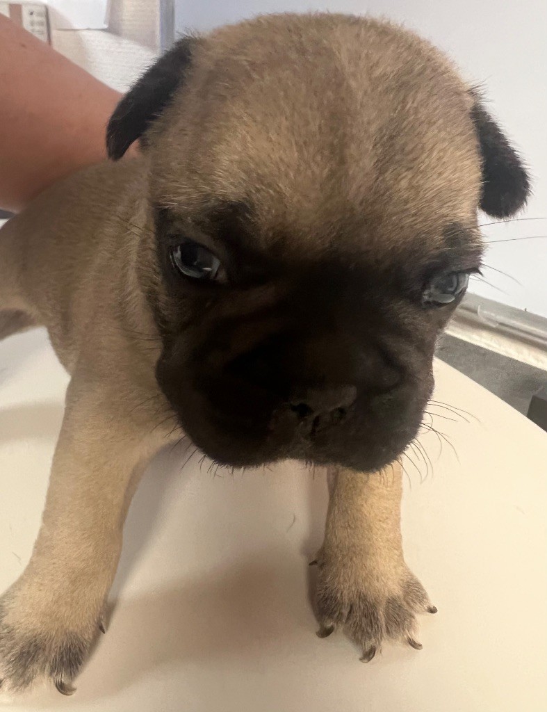 du hameau de fontenay - Chiots disponibles - Bouledogue français