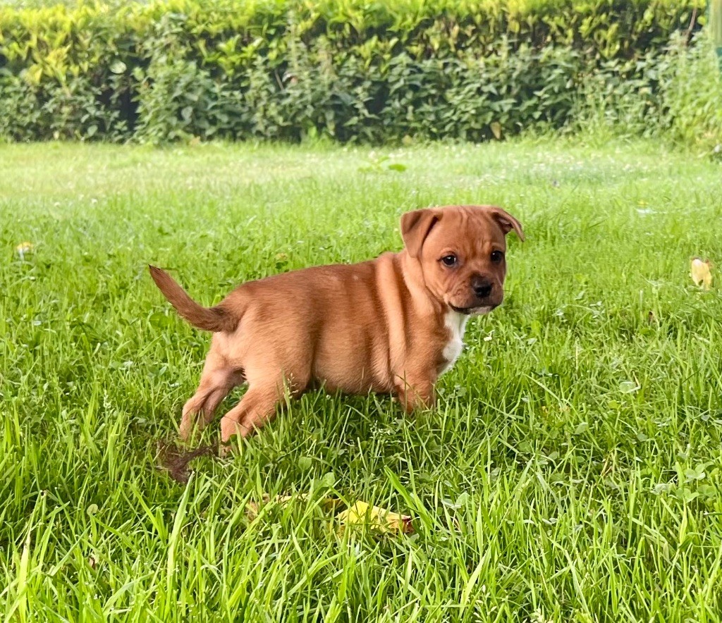 du hameau de fontenay - Chiots disponibles - Staffordshire Bull Terrier