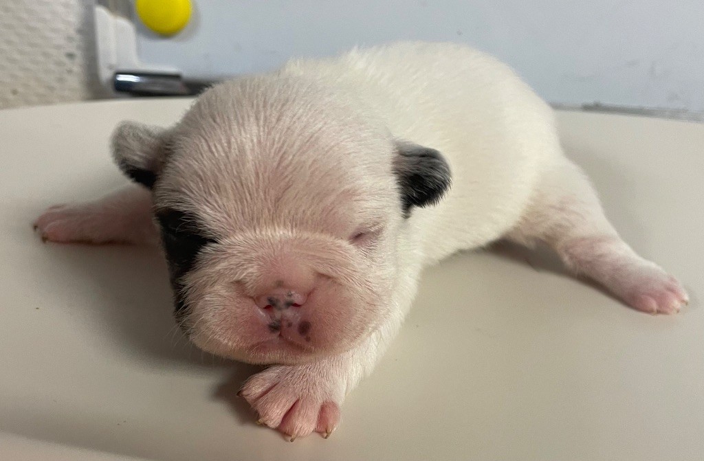 du hameau de fontenay - Chiots disponibles - Bouledogue français